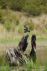 Red Winged Blackbird Takes Flight