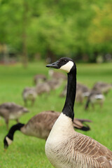 Canada Goose Branta Canadensis Stands Guard