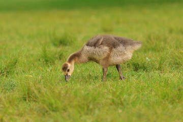 Grazing Gosling in the Grass