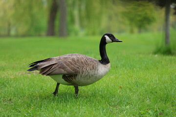 Canada Goose Branta Canadensis