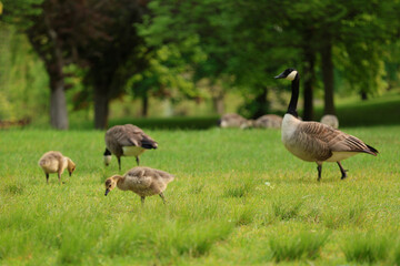 Family of Geese with Goslings
