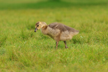 Gosling in the Grass