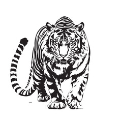 Walking Tiger Vector — Black and White Realistic Illustration with Detailed Stripes, Muscular Build, and Focused Expression