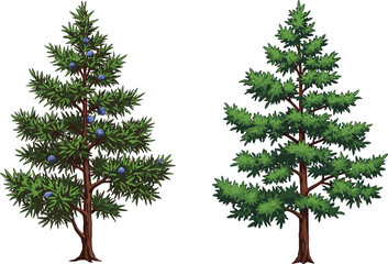 Juniper and Fir Tree Comparison with Needle Foliage, Berry Details, Trunk Texture and Forest Habitat for Botanical Illustration Use