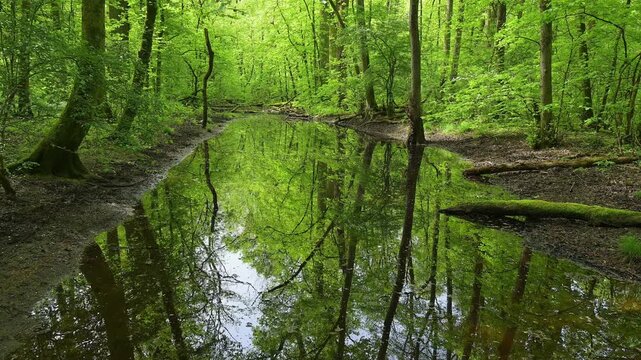 Auwald, Fr&uuml;hling, Naturschutzgebiet Bulau, Erlensee, Hanau, Hessen, Deutschland, Europa