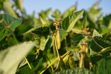 Soybean plants thrive in a green field soaking up sunlight while developing pods amongst lush leaves