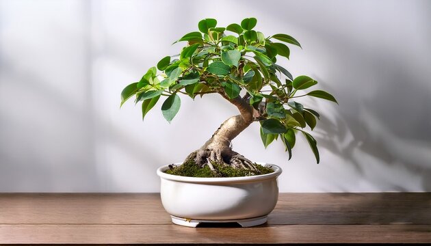 ガジュマルの木」の写真素材 | 4,255件の無料イラスト画像 | Adobe Stock