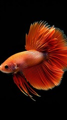 Fototapeta premium Stunning Orange Betta Fish Swimming Gracefully in a Dark Aquarium Setting with Vibrant Fins and Graceful Tail