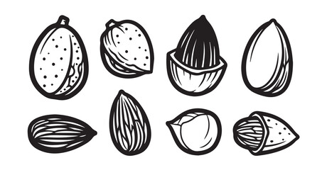 Almond (fruit & seed) Fruits Line Art Natural Organic Outline Design