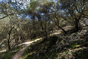 Naklejka premium Hiking trail winding through sparse forest in monfragüe