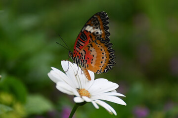Butterfly 2022-27
Leopard Lacewing (Cethosia Cyane)