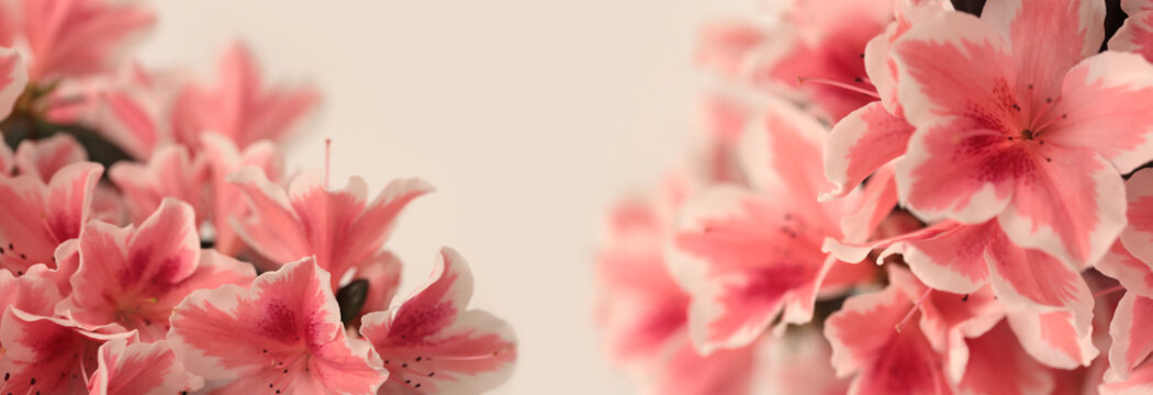 Smoke close-up selective soft focus pink Azalea Flower Petal bud bouquet. Macro blur natural beige gray horizontal background.