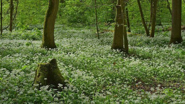 Bl&uuml;hender, B&auml;rlauch, Wald, frisch, Fr&uuml;hling, Bulau, Erlensee, Hanau, Hessen, Deutschland, Europe