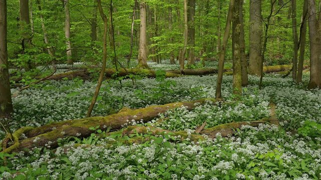 Bl&uuml;hender, B&auml;rlauch, Wald, frisch, Fr&uuml;hling, Bulau, Erlensee, Hanau, Hessen, Deutschland, Europe
