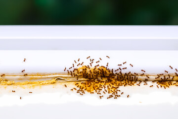 Ants Gathering on Surface Insect Nature Wildlife Colony Group Community Animal Organization Teamwork Macro Small Outdoor