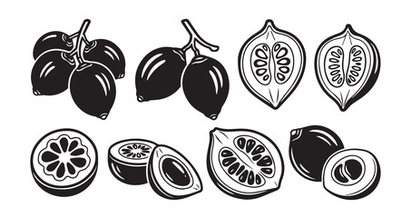 Betel Nut (Areca) Fruits Line Art Organic Food Vector Design