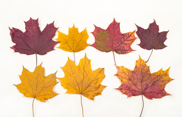Multicolored autumn leaves, isolated, laid out in a row, on a white background.