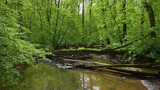Auwald, T&uuml;mpel, Wasser, Baum, frisch, Fr&uuml;hling, Bulau, Erlensee, Hanau, Hessen, Deutschland, Europe