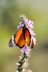 Orange butterfly on a purple flower, close-up