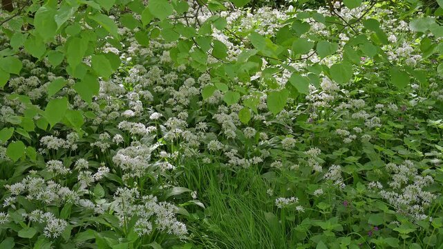 Bl&uuml;hender, B&auml;rlauch, frisch, Fr&uuml;hling, Bulau, Erlensee, Hanau, Hessen, Deutschland, Europe
