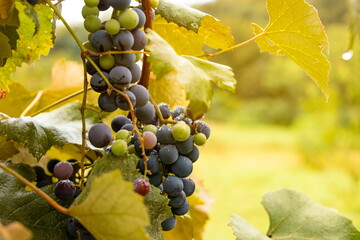 Isabella grapes ripening on the vine.