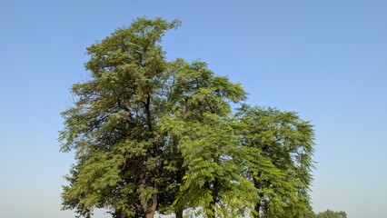 Large Green Tree In Countryside Farmland Landscape Under Clear Blue Sky Representing Natural Outdoor Scenery