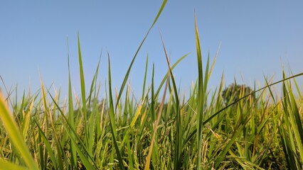 Close Up View Of Green Rice Crop Plants Growing In Agricultural Farmland Under Bright Blue Sky In Countryside