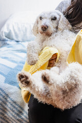 Woman drying her white poodle dog with yellow towel after bath time