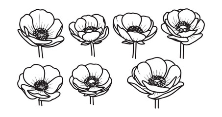 Buttercup Line Art Simple Elegant Outline Drawing