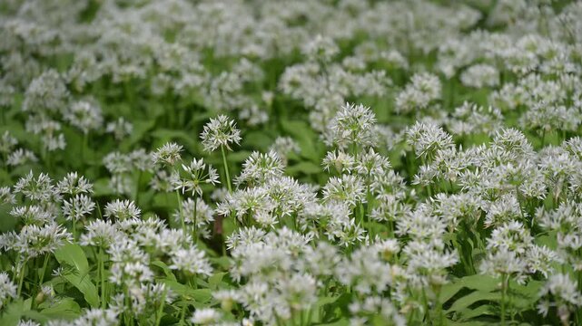 Bl&uuml;hender, B&auml;rlauch, frisch, Fr&uuml;hling, Bulau, Erlensee, Hanau, Hessen, Deutschland, Europe