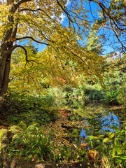 A beautiful view of trees in autumn color in a Japanese Garden in Nottinghamshire, UK; with reflection on water.