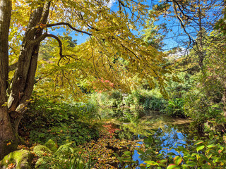 A beautiful view of trees in autumn color in a Japanese Garden in Nottinghamshire, UK.