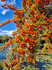 A close-up view of Pyracantha Orange berries in a garden in Nottinghamshire, UK.