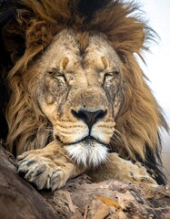 Close-up of a resting lion