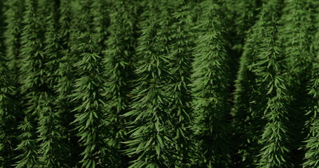 Vibrant cannabis plants thrive in a spacious field, growing under sunlight. The dense greenery highlights the healthy development of the plants during the growing season.