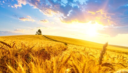 Golden Wheat Field Sunrise Landscape.