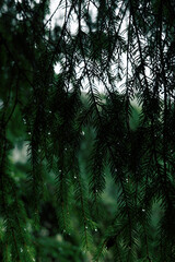 Moody vertical photo of pine branch with raindrops against cloudy sky and forest background