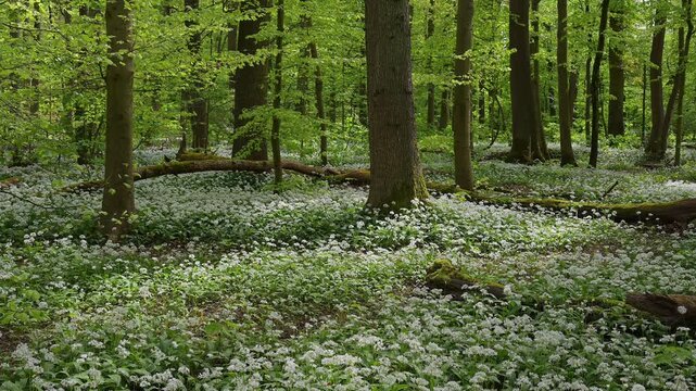 Bl&uuml;hender, B&auml;rlauch, Wald, frisch, Fr&uuml;hling, Bulau, Erlensee, Hanau, Hessen, Deutschland, Europe