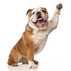 Fototapeta premium A friendly bulldog sitting with its paw raised on a white background looking happy and excited