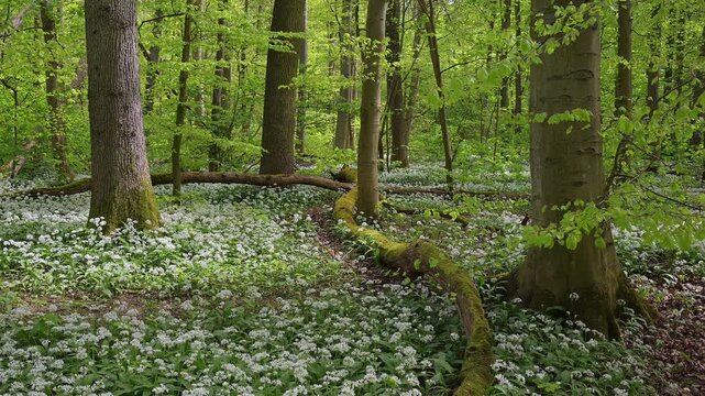 Bl&uuml;hender, B&auml;rlauch, Wald, frisch, Fr&uuml;hling, Bulau, Erlensee, Hanau, Hessen, Deutschland, Europe