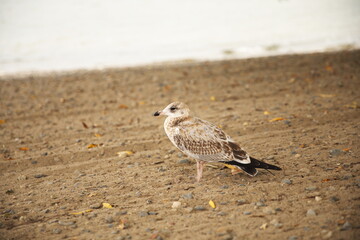 A seagull on a beach in Prince Edward County, Ontario Canada.