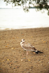 A seagull on a beach in Prince Edward County, Ontario Canada.