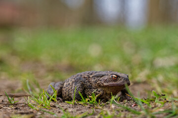Brown gray toad with golden eye resting on green grass