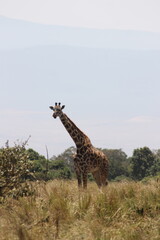 giraffe in the savannah