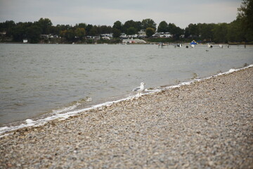 A seagull on a beach in Prince Edward County, Ontario Canada.