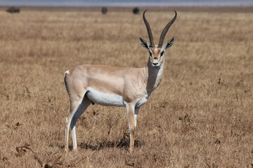 Alert antelope facing camera in the wild, Tanzania