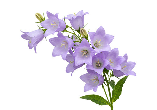Elegant bellflower isolated on transparent background, delicate purple campanula flowers in full bloom for botanical design and spring themes