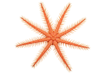 Orange brittle star isolated on transparent background, marine invertebrate with spiny arms in PNG format for scientific use
