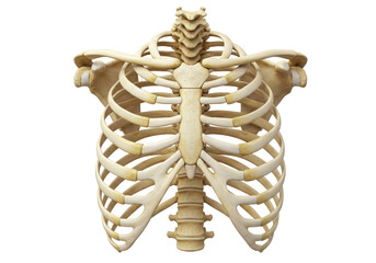Human rib cage isolated on transparent background, skeletal anatomy of thorax with ribs, sternum, clavicle, and vertebrae for medical study © Cian