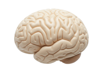 Anatomical model of a human brain isolated on transparent background, medical teaching aid for educational purposes and neurological studies